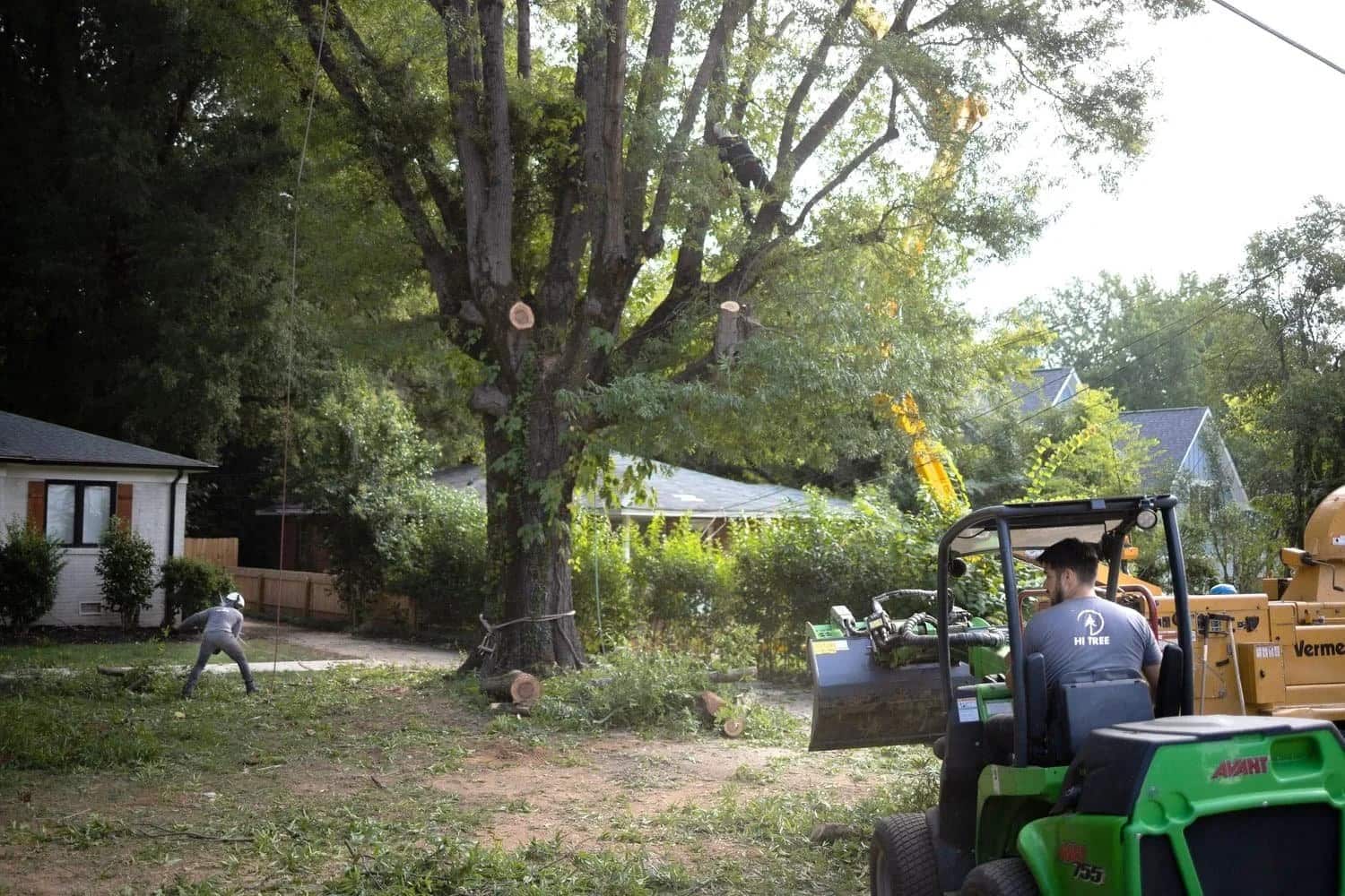 Completed tree service project
