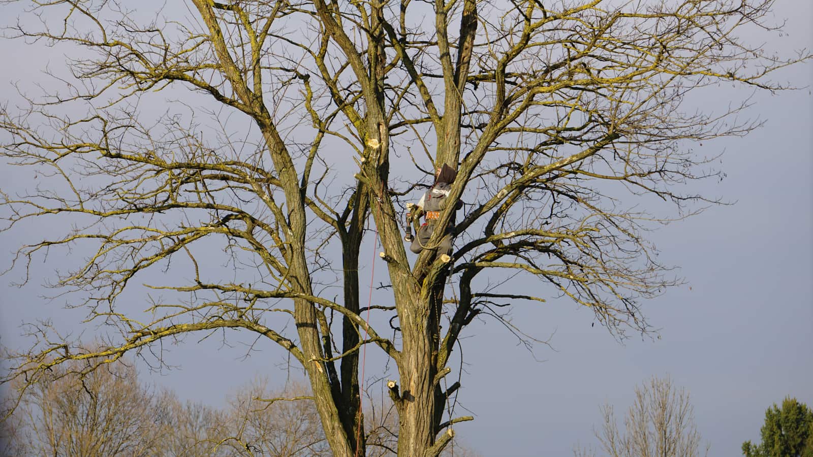 Arborist Services