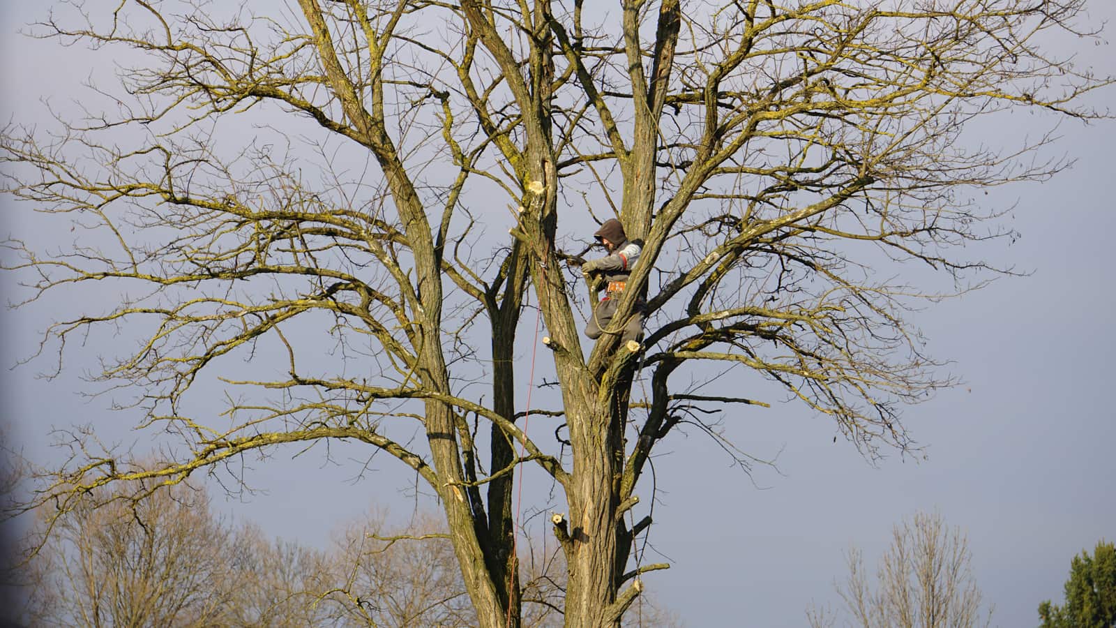 Tree Risk Assessments